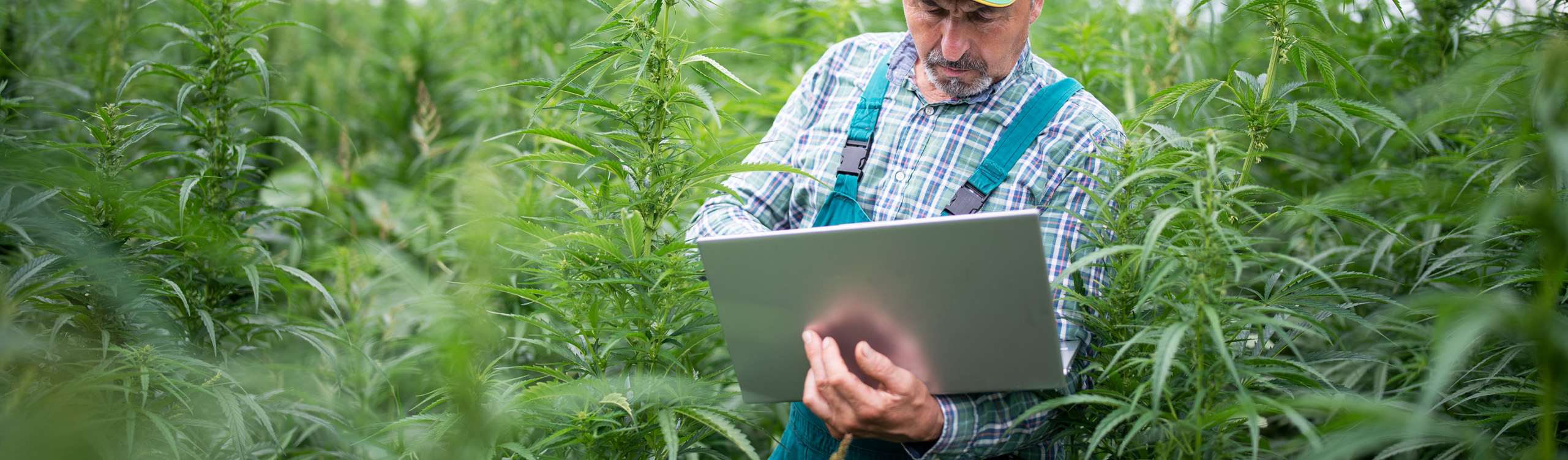 cannabis farmer using a computer