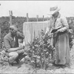 Elizabeth White and the Blueberry Business