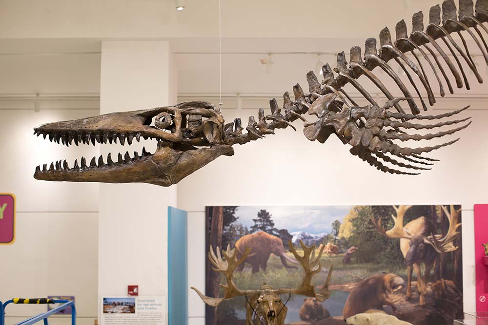 Mosasaurus maximus