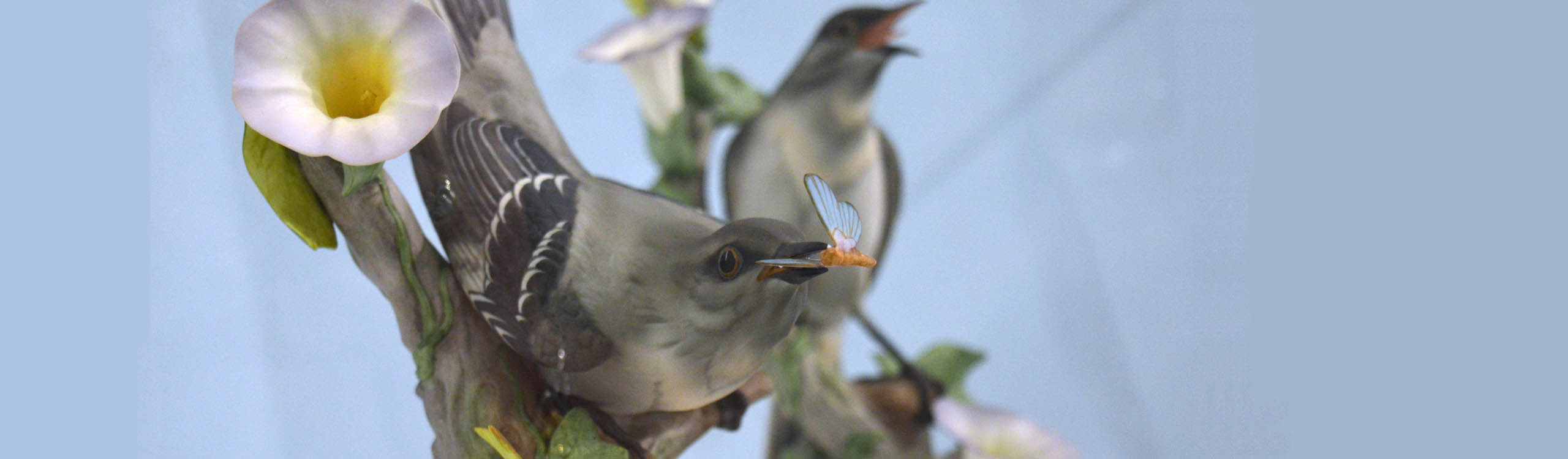 Fine Feathered Friends