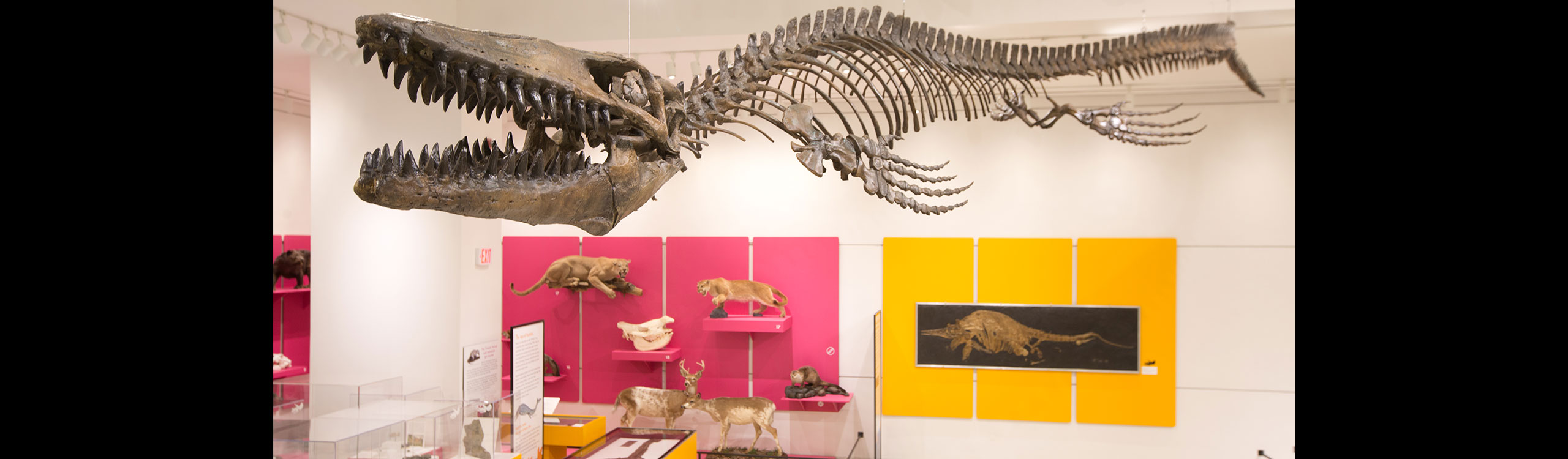 Visit Written in the Rocks: NJ Fossil Tales!
