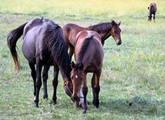 horses on a farm photo