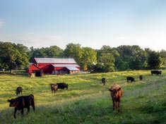 cows on a farm photo