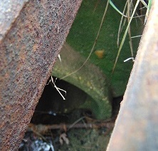 Sample of deteriorated drainage pipe within Route 18 project corridor (non-specific location)