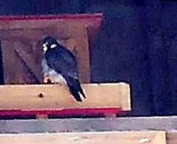 falcon on nesting box image