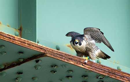 peregrine falcon photo