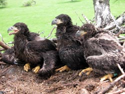 eaglets photo