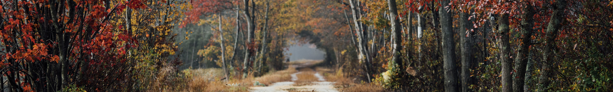 Brendan T. Byrne State Forest